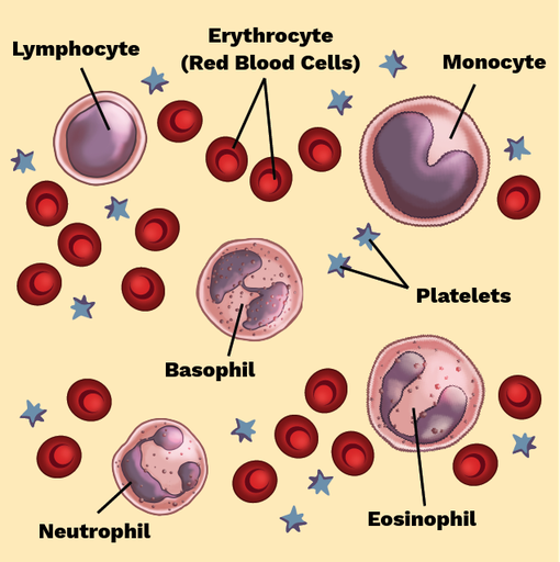 Red Blood Cells And White Blood Cells Diagram Composition Of Blood