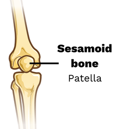 Sesamoid Bones Structure