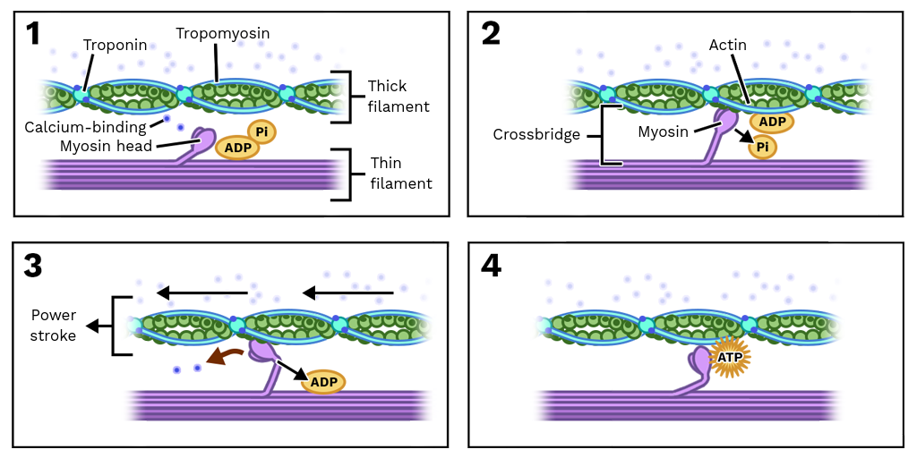 Sliding Filament Theory Labster