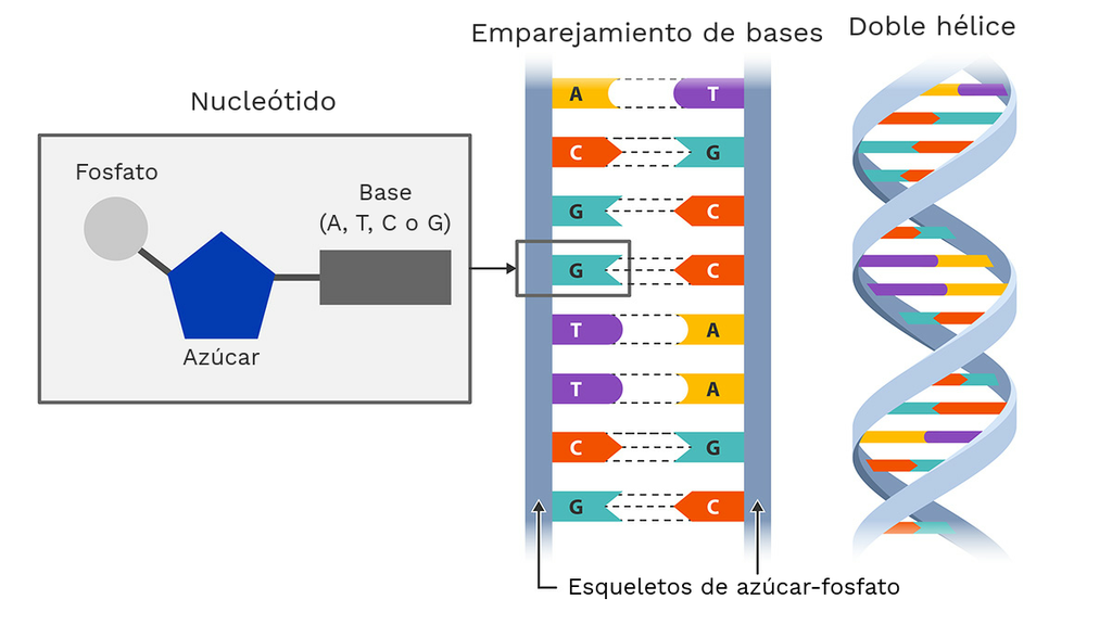 Estructura Del Adn Conexi n M dica Un Dia Como Hoy En 1953 Se Estructura Del Adn Conexi n M dica Un Dia Como Hoy En 1953 Se