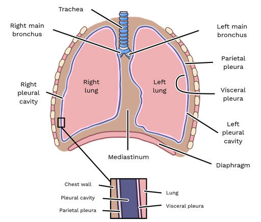 Parietal Pleura Cavity