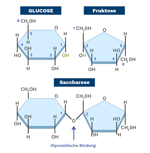 Glycosidische Bindungen Labster